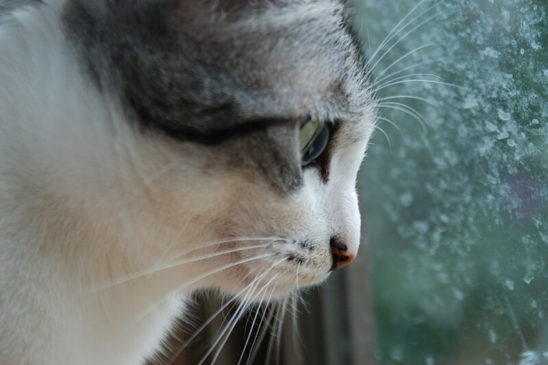 Asian print cat looking out window would like Where you asian print cat looking out window